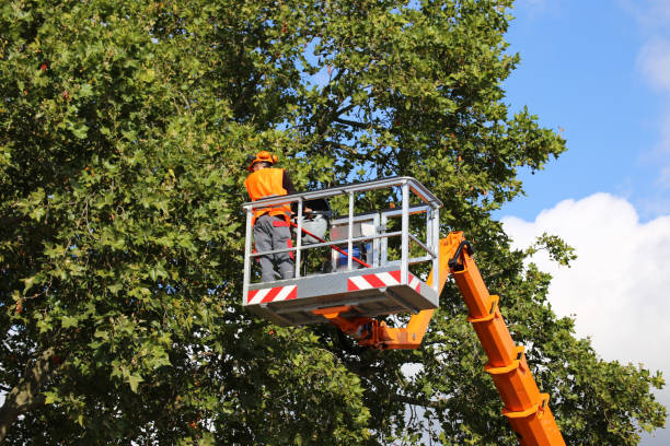 Best Tree and Shrub Care  in Ashville, OH